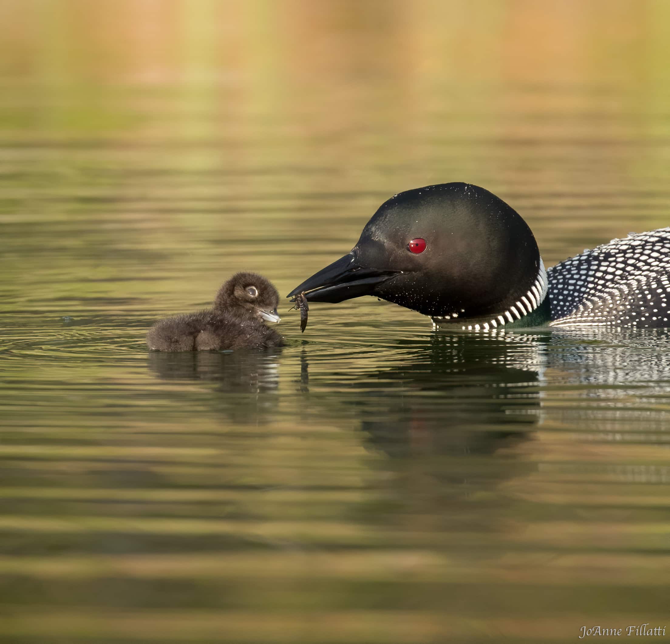 bird of british columbia image 6